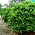 非洲茉莉