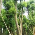 香樟树