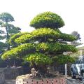 日本罗汉松