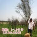 其它松柏杉竹