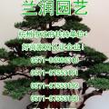 佛肚树