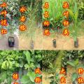小叶榄仁