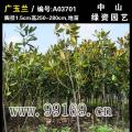 广玉兰