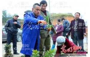 湖南靖州：新春伊始苗木俏