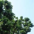 荔枝