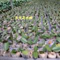 其它热带兰