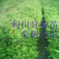 栾树