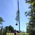 大叶杜英