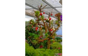 花卉组盆增添圣诞元素喜迎圣诞