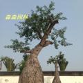 弥勒佛树