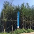 落羽杉