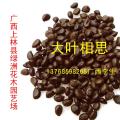 大叶相思