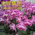 蝴蝶兰