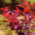 美国大红叶李