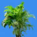 其他观叶植物