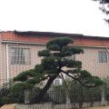 日本黑松