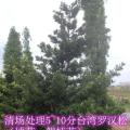 台湾罗汉松