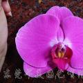 蝴蝶兰