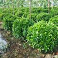 非洲茉莉