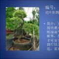 杜鹃
