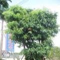 萍婆树