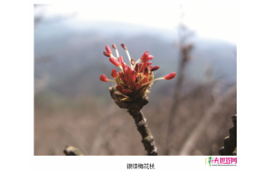 宁波首次发现地球古老植物银缕梅