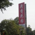 罗汉松