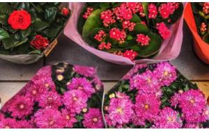 2019第十一届广州国际 花卉盆栽及花店花园用品展览会 2019第十一届广州国际 花卉盆栽及花店花园用品展览会
