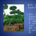 罗汉松