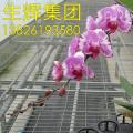 蝴蝶兰
