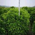 非洲茉莉