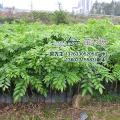 黄花梨
