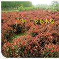 红叶石楠