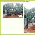 红花鸡蛋花