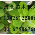 大叶黄杨
