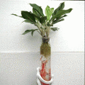 花盆/花篮/花瓶