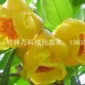 金花茶