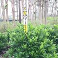 非洲茉莉