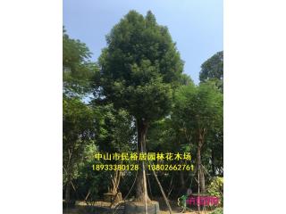 香樟