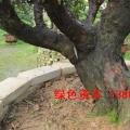 罗汉松