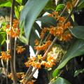 金桂花