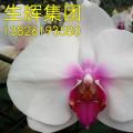 蝴蝶兰