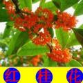 红桂花
