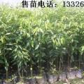 沉香苗价格