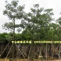 美丽异木棉