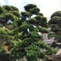台湾罗汉松