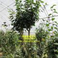 茶花