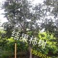 柿子树