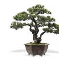 苍然