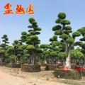 细叶榕